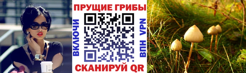 Псилоцибиновые грибы прущие грибы  Шарья 